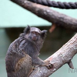 Hybrid marmoset, April 2016