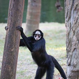White-fronted spider monkey, April 2016