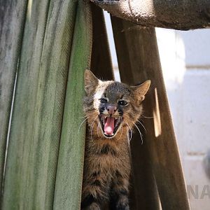 Yawning pampas cat, April 2016