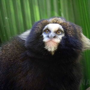 Buffy-tufted marmoset, April 2016