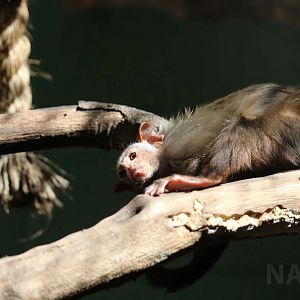Rondon's marmoset, April 2016