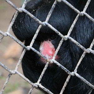 White-nosed saki, April 2016