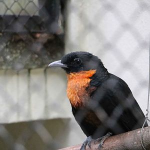 Red-ruffed fruitcrow, April 2016