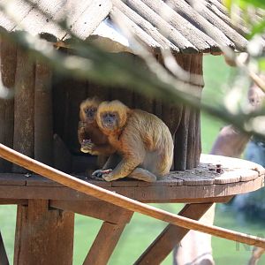 Blond capuchins, May 2016