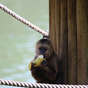 Weeper capuchin, May 2016