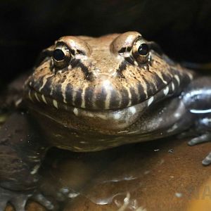 Labyrinth frog, May 2016