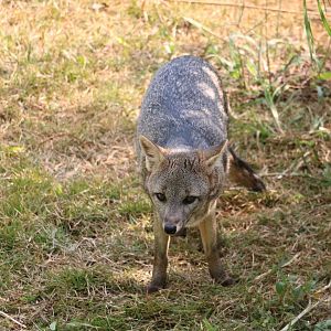 Crab-eating fox, May 2016