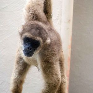 Southern muriqui, May 2016