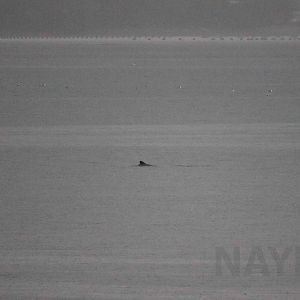 Chilean dolphin, April 2016