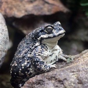 Arunco toad, May 2016