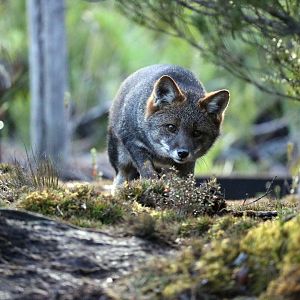 Darwin's fox, May 2016