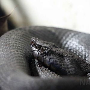 Chocoan toad-headed snake, May 2016