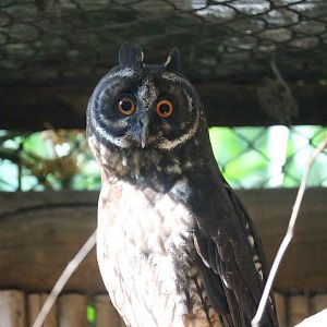 Stygian owl, May 2016