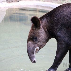 Mountain tapir, May 2016
