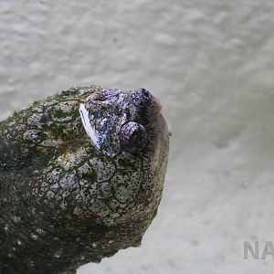 South American snapping turtle, May 2016