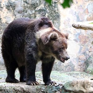 Siberian brown bear, May 2016