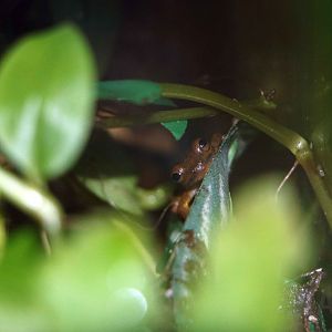 Dendropsophus padreluna, May 2016