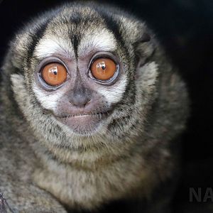 Night monkey, May 2016