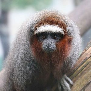 Ornate titi, May 2016