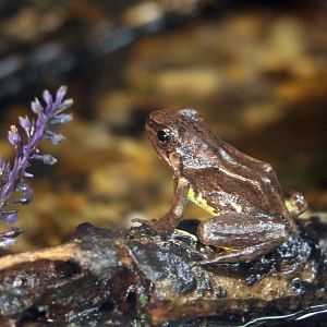 Palm rocket frog, May 2016