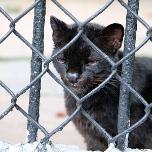 Melanistic oncilla, May 2016