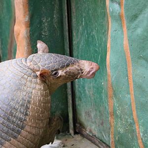 Giant armadillo, May 2016