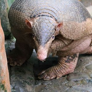 Giant armadillo, May 2016