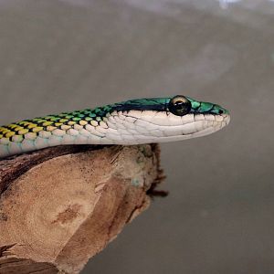 Parrot snake, May 2016