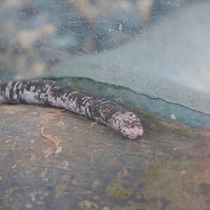 Amphisbaena fuliginosa, May 2016