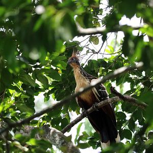 Wild hoatzin, May 2016