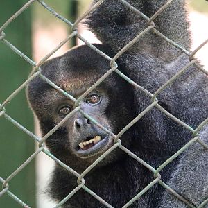 Colombian woolly monkey, May 2016