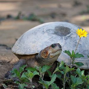 Savanna side-necked turtle, May 2016