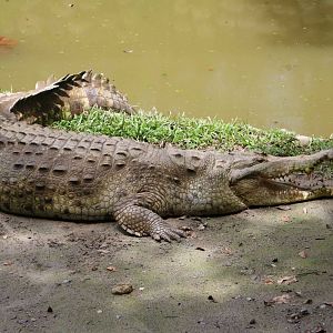 Orinoco crocodile, May 2016