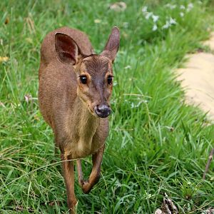 Mazama (gouazoubira) murelia, May 2016