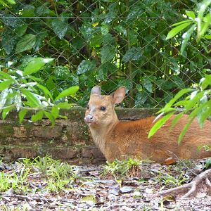Lesser brocket, April 2016