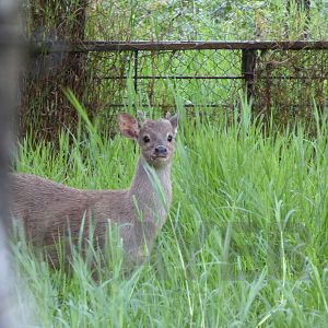 Grey brocket, April 2016