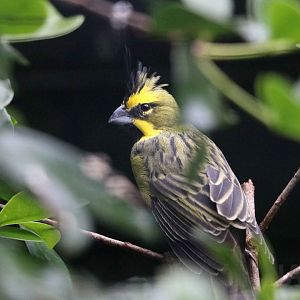 Yellow cardinal, April 2016
