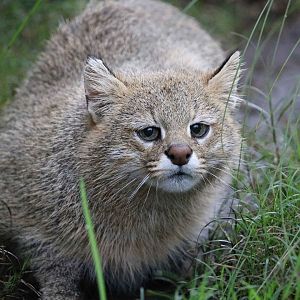 Pantanal cat, April 2016