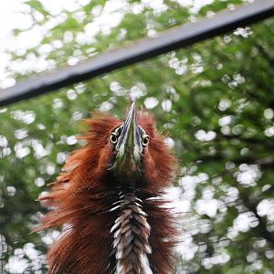 Rufescent tiger heron, April 2016