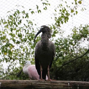 Plumbeous ibis, April 2016