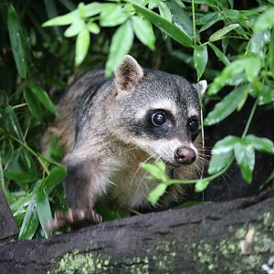 Crab-eating raccoon, April 2016