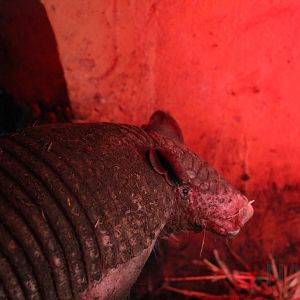 Greater naked-tailed armadillo, May 2016