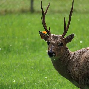 Pampas deer, May 2016