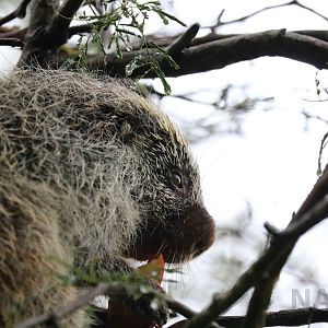 Paraguaian hairy dwarf porcupine, May 2016