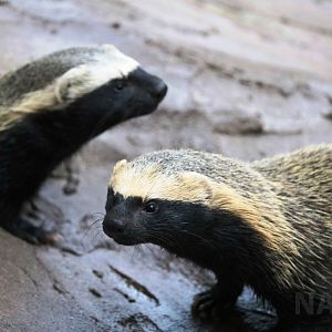 Lesser grisons, May 2016