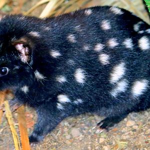 Eastern quoll; Linton; 24th March 2018