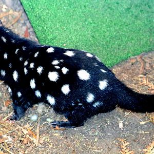 Eastern quoll; Linton; 24th March 2018