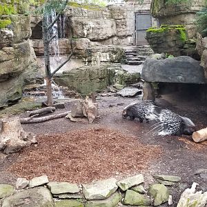 Mar. 2018 - Bamboo Trail - African Crested Porcupine Exhibit