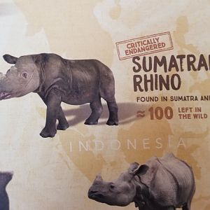 Mar. 2018 - African Savannah - Harapan