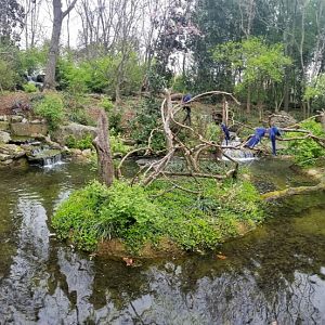 Mar. 2018 - Zoo Central - Hyacinth Macaw Island Panorama